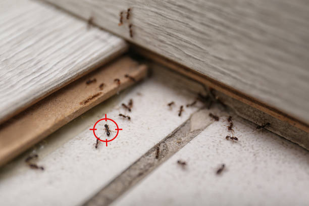 Best Best Pest Control Companies  in Caoncito, NM