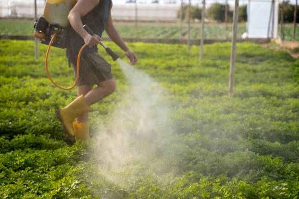 Best Mosquito Control Services  in Caoncito, NM