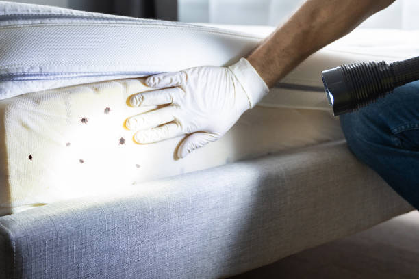 Best Wasp Removal Services  in Caoncito, NM