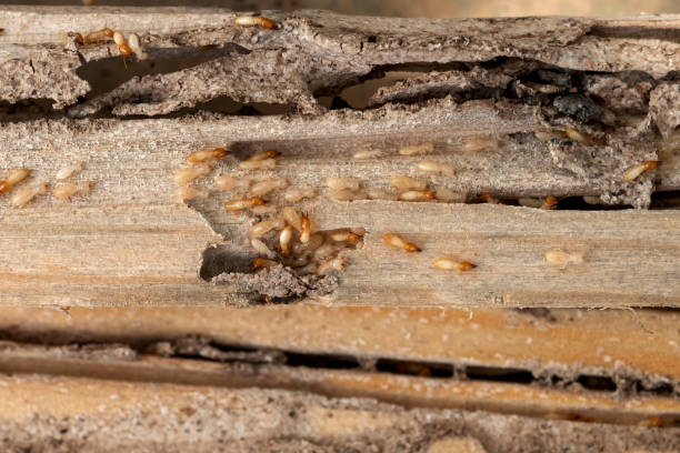 Best Wildlife Control Services  in Caoncito, NM