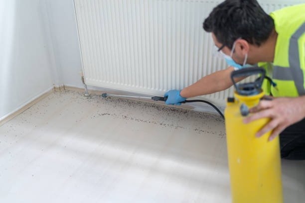 Best Ant Control Services  in Caoncito, NM