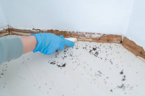 Best Pest Removal Services  in Caoncito, NM